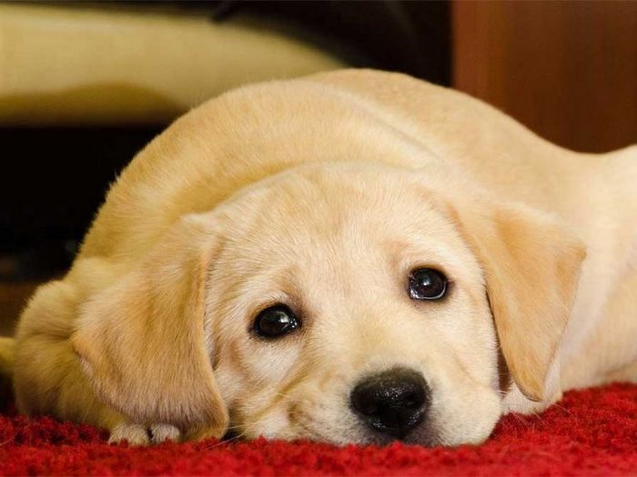 Как прикрепить внутреннюю стену к бетону