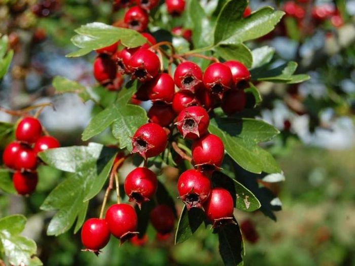 Лечение сердечных заболеваний с помощью боярышника - травы, фруктов, чая и настойки