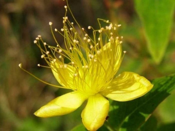 5 Рецептов полезного овощного смузи