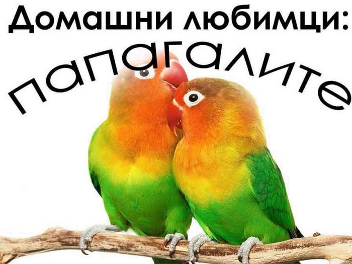 Домашние животные: попугаи - виды и разведение