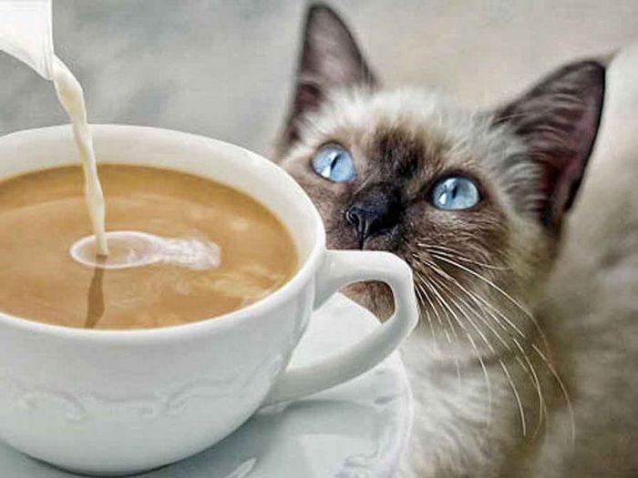 Блестящие бизнес-идеи: pet cafe