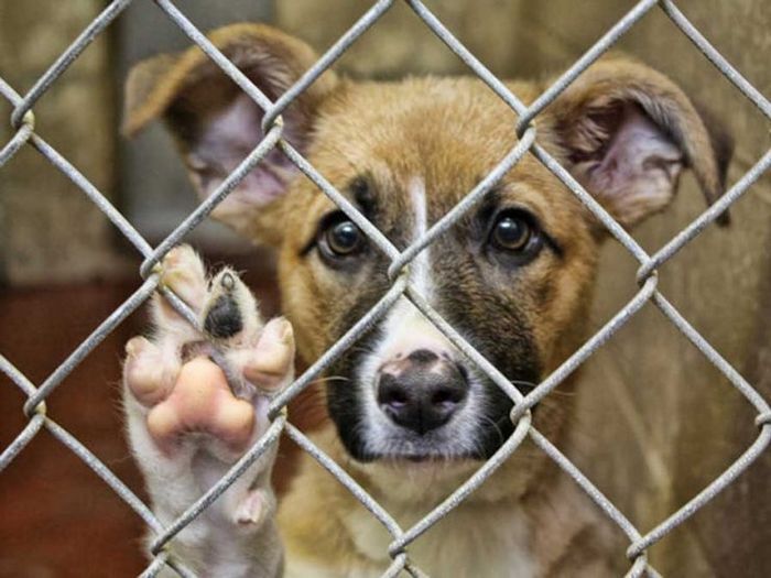 Burger king запускает еще три бургера с невероятной пирожной