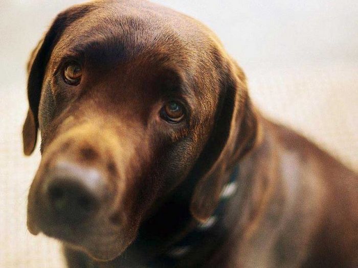 Как защитить питомца от кражи?