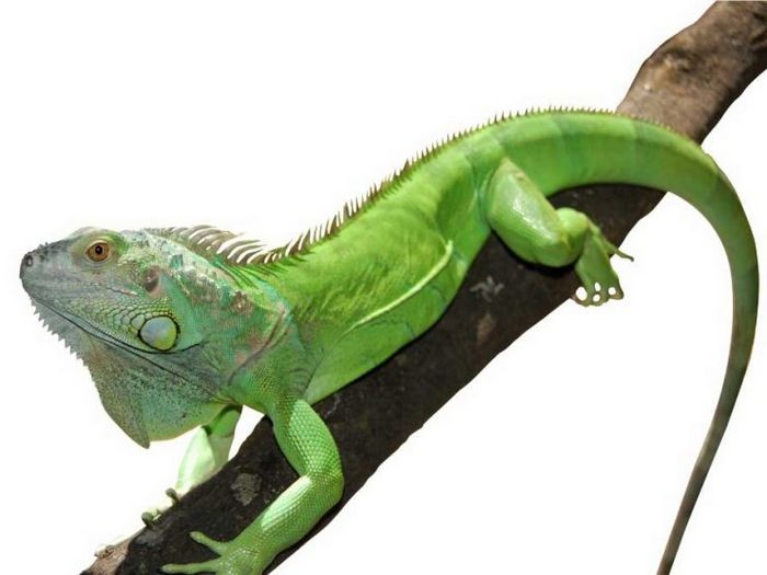 Ремонт и спасение: небольшая ванная комната с ограниченным бюджетом