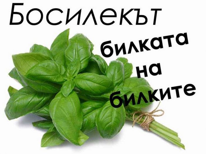 Лечебные свойства травы базилика