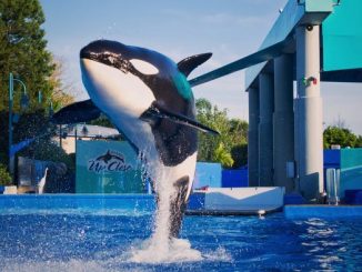 Seaworld предложила 250 000 долларов на выпуск морских животных в заповедники