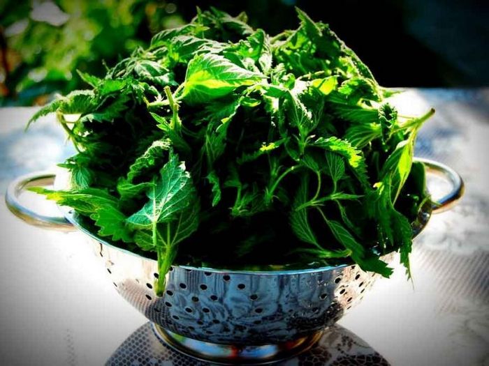 Магические свойства крапивы