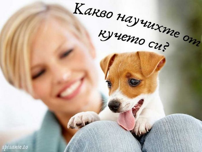 Чему вы научились у своей собаки?