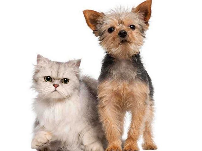 Рецепты сармы из печени - баранина, вегетарианец, курица