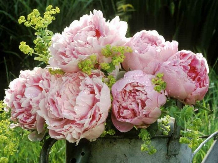 9 Творческих идей &laquo;эльф на полке&raquo;, чтобы попробовать это рождество