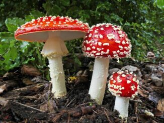 Красный Мухомор