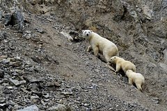 Блогер описал жизнь людей в поселке на краю России фразой &laquo;делят быт с медведями&raquo;