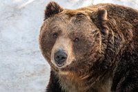Дикое животное выпрыгнуло из кустов и напало на туриста с фотоаппаратом в Японии