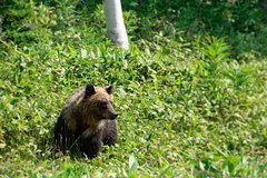 Дикое животное выпрыгнуло из кустов и напало на туриста с фотоаппаратом в Японии