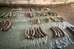Двое мужчин пытались вывезти из России в Китай тонну бивней мамонтов