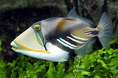 Неизвестная рыба откусила часть ноги отдыхавшей в Европе туристки