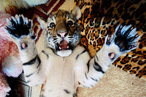 Неизвестная рыба откусила часть ноги отдыхавшей в Европе туристки