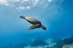 Россиян на отдыхе в Турции укусило морское животное