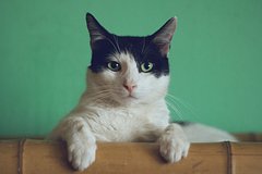 Россиянка побывала в Таиланде и рассказала о местном обычае отрезать кошкам хвосты