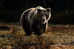 Турист вступил в схватку с гризли и отпугнул его спреем